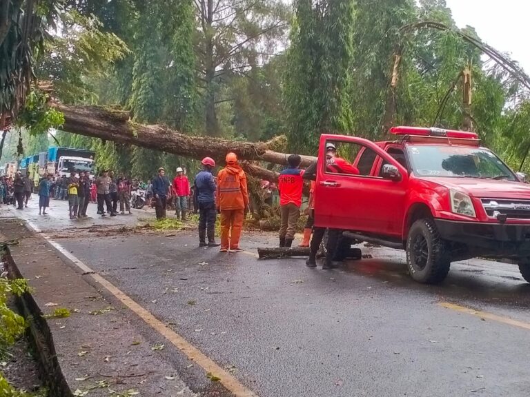 Pohon Tumbang di Cikembar, 3 Jam Jalan ke Palabuhanratu dan Cibadak Lumpuh Total