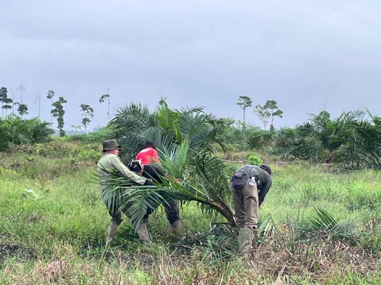 Tujuh Hari Operasi Tim Gabungan Gakkum–TNBS Musnahkan Hampir 100 Hektare Sawit Ilegal